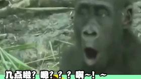 国产配音 动物搞笑视频,国产动物搞笑视频集锦